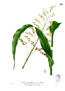 Holcus saccharatus Blanco2.436