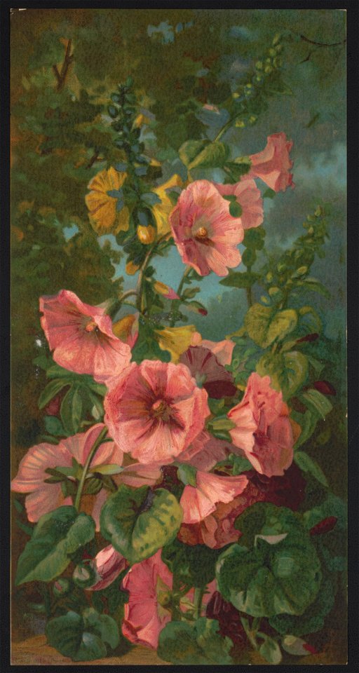 Hollyhocks - after Julia Dillon. LCCN2016652329