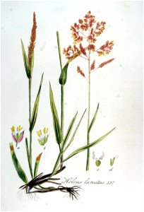 Holcus lanatus — Flora Batava — Volume v7