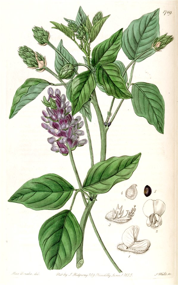 Hoita macrostachya (PSoralea macrostachya) Edwards's Bot. Reg. 21.1769.1836