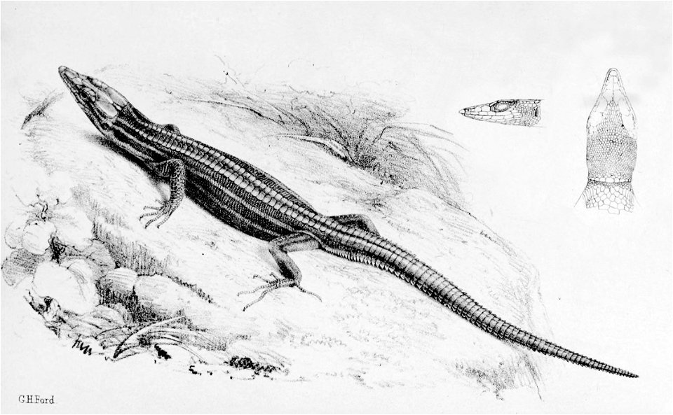 Holaspis guentheri