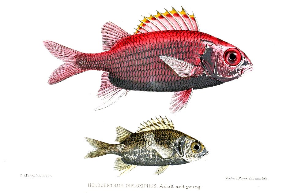 HolocentrumDiploxiphusFord