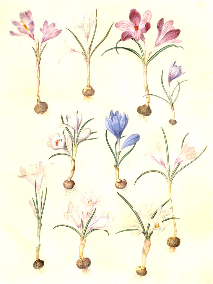 Gc26 crocus vernus und flavus