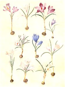 Gc26 crocus vernus und flavus