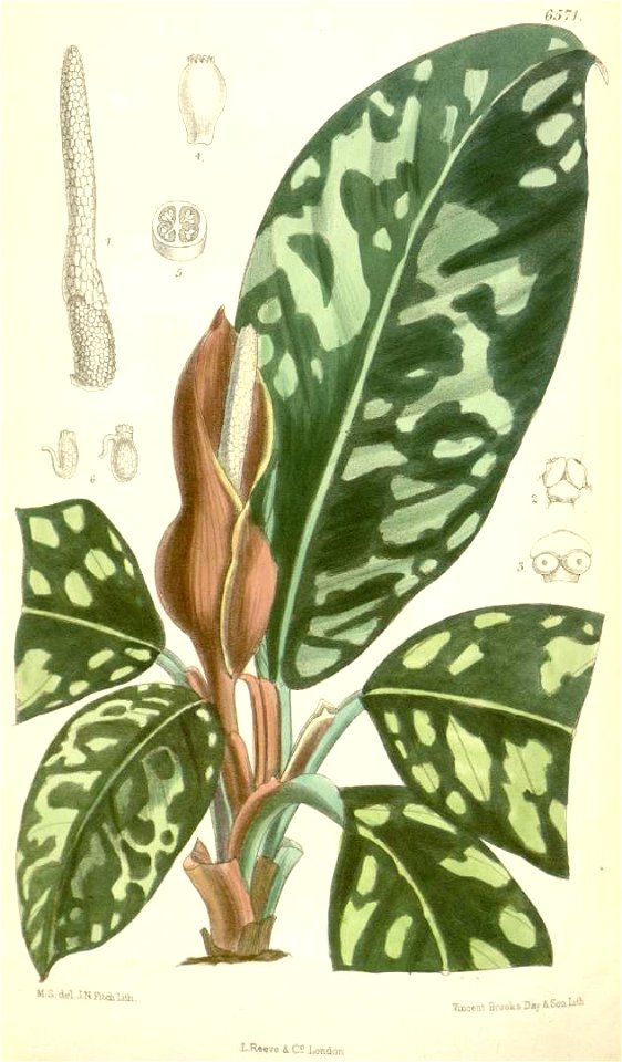 Homalomena wallisii