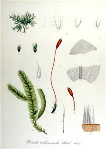 Homalia trichomanoides — Flora Batava — Volume v14