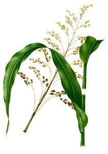 Holcus saccharatus Blanco2.436-cropped