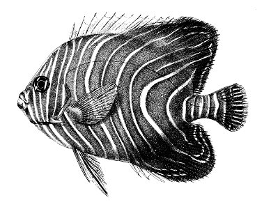 Holacanthus nicobariensis var semicirculatus Ford 28