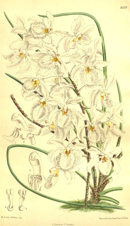 Holcoglossum subulifolium (as Vanda watsonii) - Curtis' 132 (Ser. 4 no. 2) pl. 8109 (1906)