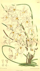 Holcoglossum subulifolium (as Vanda watsonii) - Curtis' 132 (Ser. 4 no. 2) pl. 8109 (1906)