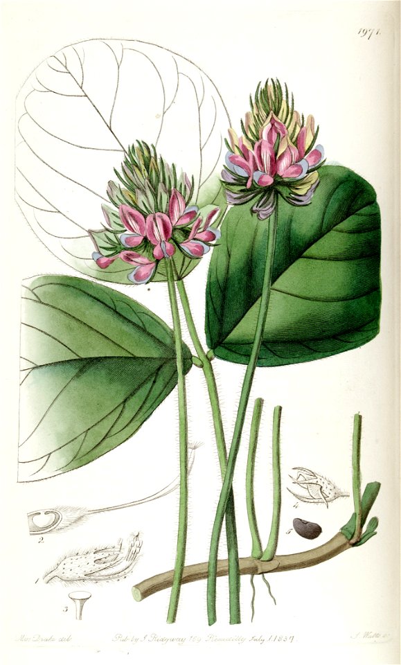 Hoita orbicularis (Psoralea orbicularis) Edwards's Bot. Reg. 23. 1971. 1837.