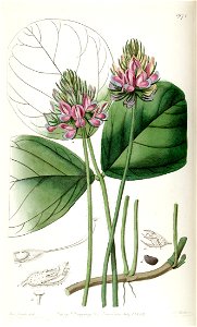 Hoita orbicularis (Psoralea orbicularis) Edwards's Bot. Reg. 23. 1971. 1837.