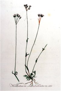 Holosteum umbellatum — Flora Batava — Volume v8