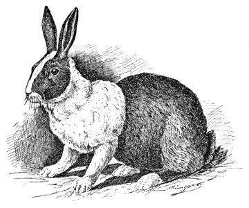 Holländisches Kaninchen (Jean Bungartz, Kaninchenrassen, 1902, p071)