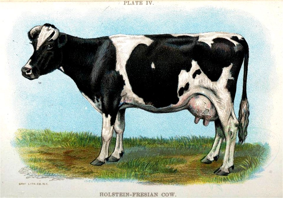 HOLSTEIN-FRESIAN COW (22899914244)