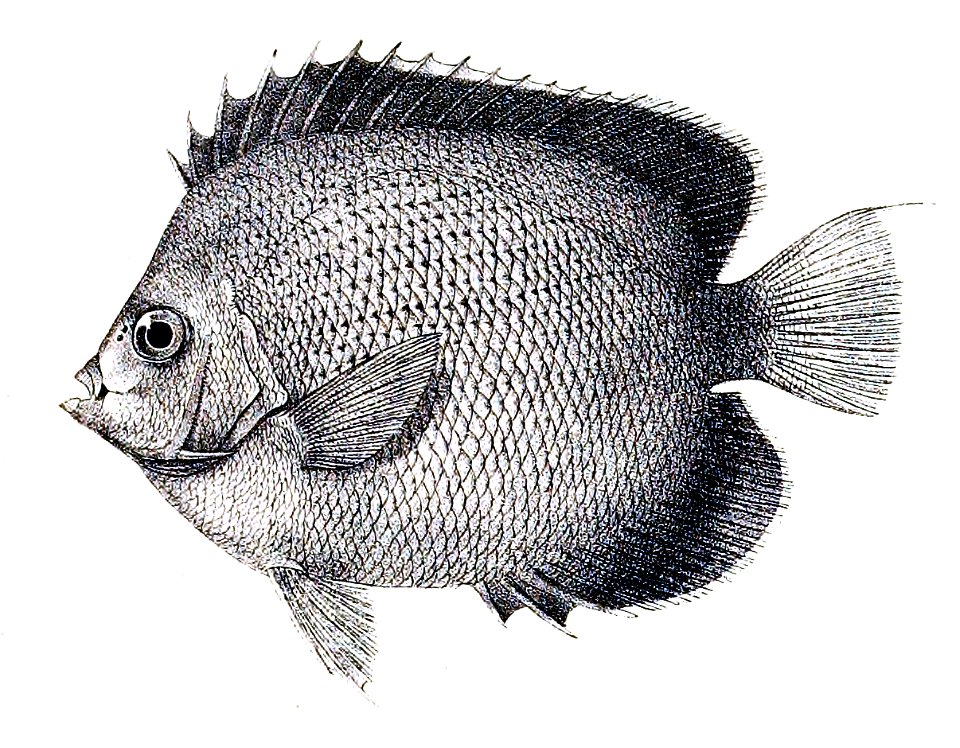 Holacanthus xanthurus Ford 29