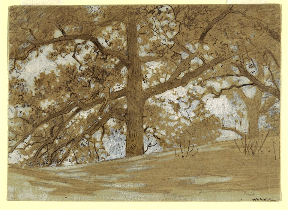 Drawing, Waverly Oaks, 1878 (CH 18175419)
