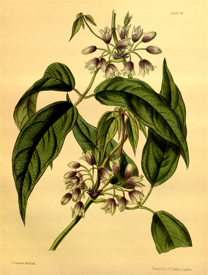 Holboellia latifolia Paxton 045