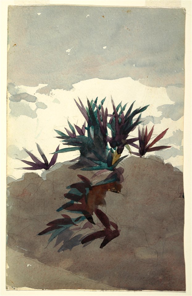 Drawing, Hillside with Clumps of Maguey, 1899 (CH 18175469)