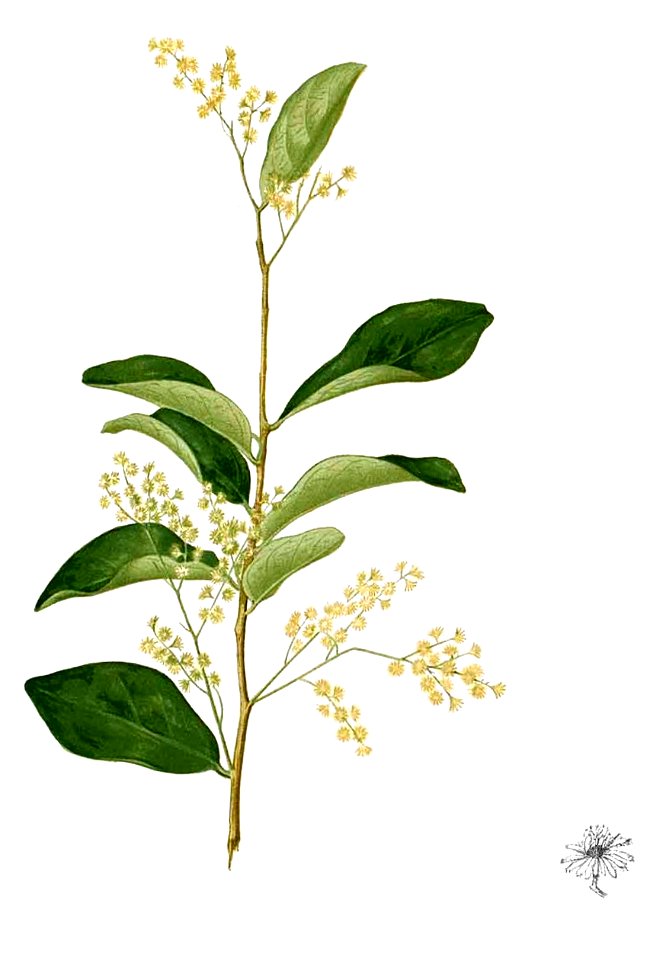 Homalium sp Blanco2.443-cropped
