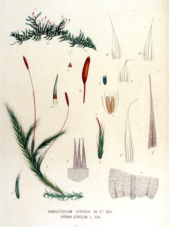 Homalothecium sericeum — Flora Batava — Volume v15