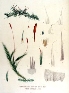 Homalothecium sericeum — Flora Batava — Volume v15