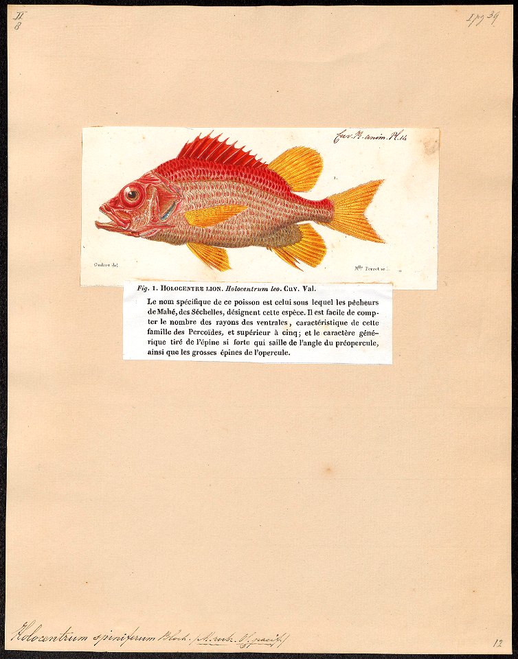 Holocentrum spiniferum - 1817-1841 - Print - Iconographia Zoologica - Special Collections University of Amsterdam - UBA01 IZ12900047