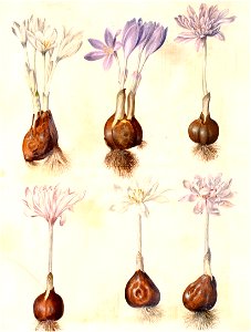 Gc23 colchicum autumnale