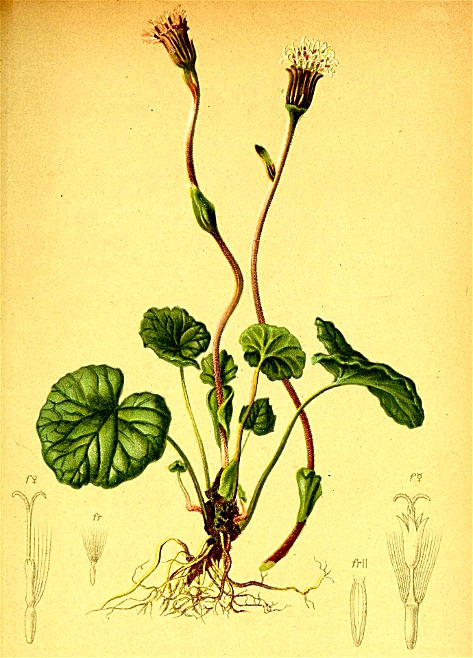 Homogyne alpina Atlas Alpenflora