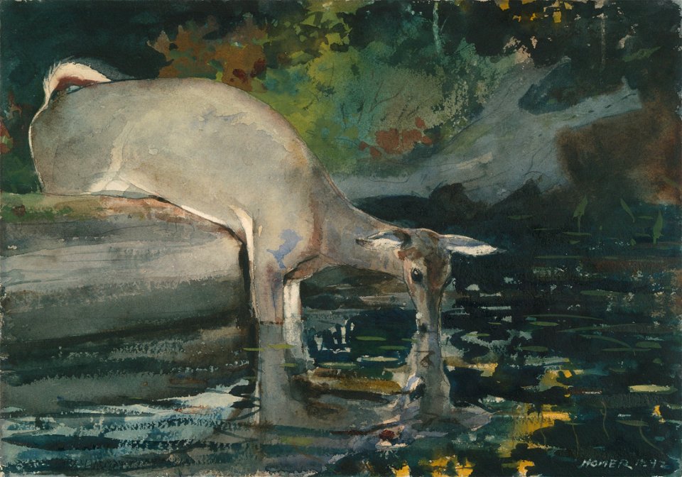 Winslow Homer - Deer Drinking