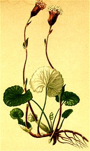 Homogyne discolor Atlas Alpenflora