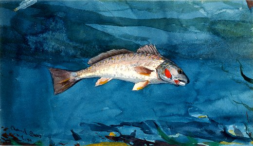 Winslow Homer - Channel Bass