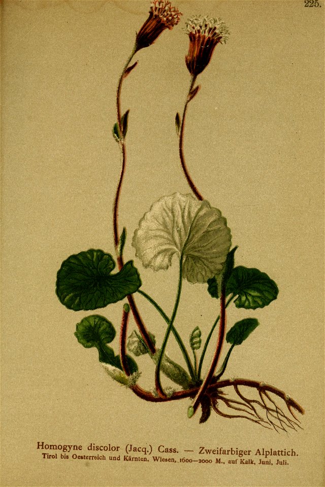 Homogyne discolor001