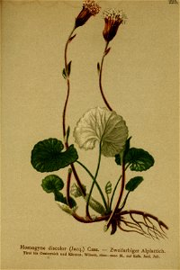 Homogyne discolor001
