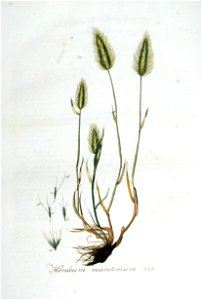 Hordeum maritimum — Flora Batava — Volume v5