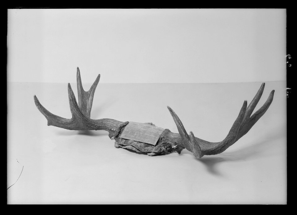 Horn från älg, en av åtta, skjutna vid jakt i Morsta skog, Össeby-Garns socken - Livrustkammaren - 1652