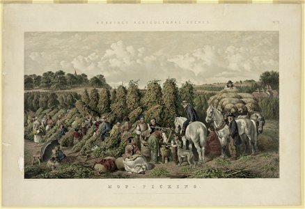 Hop - picking LCCN2003681572