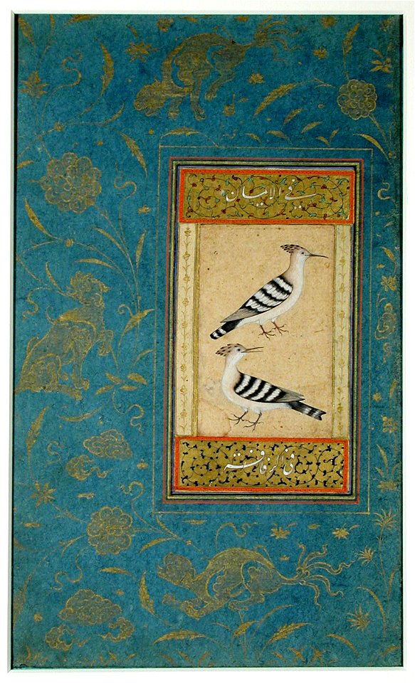 Hoopoes (6124535023)