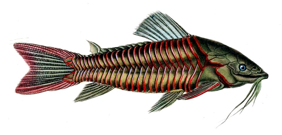 Hoplosternum littorale Orbigny