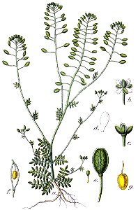 Hornungia petraea Sturm24