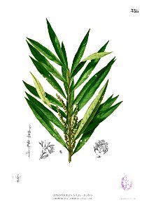 Homonoia riparia Blanco2.338