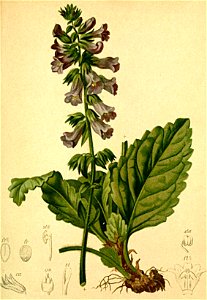 Hormium pyranaicum Atlas Alpenflora