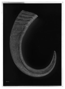 Horn - Livrustkammaren - 69384-negative