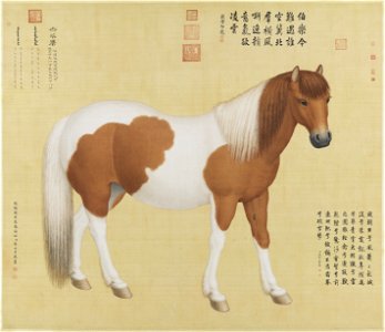 Horse Chihuaying