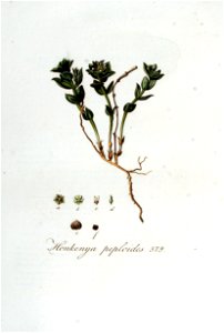 Honkenya peploides — Flora Batava — Volume v5