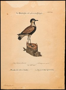 Hoplopterus spinosus - 1700-1880 - Print - Iconographia Zoologica - Special Collections University of Amsterdam - UBA01 IZ17200151