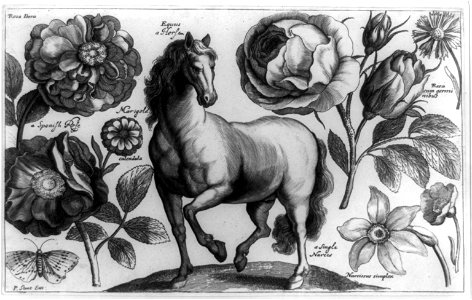Horse, rose, narcissus, etc. LCCN89715265