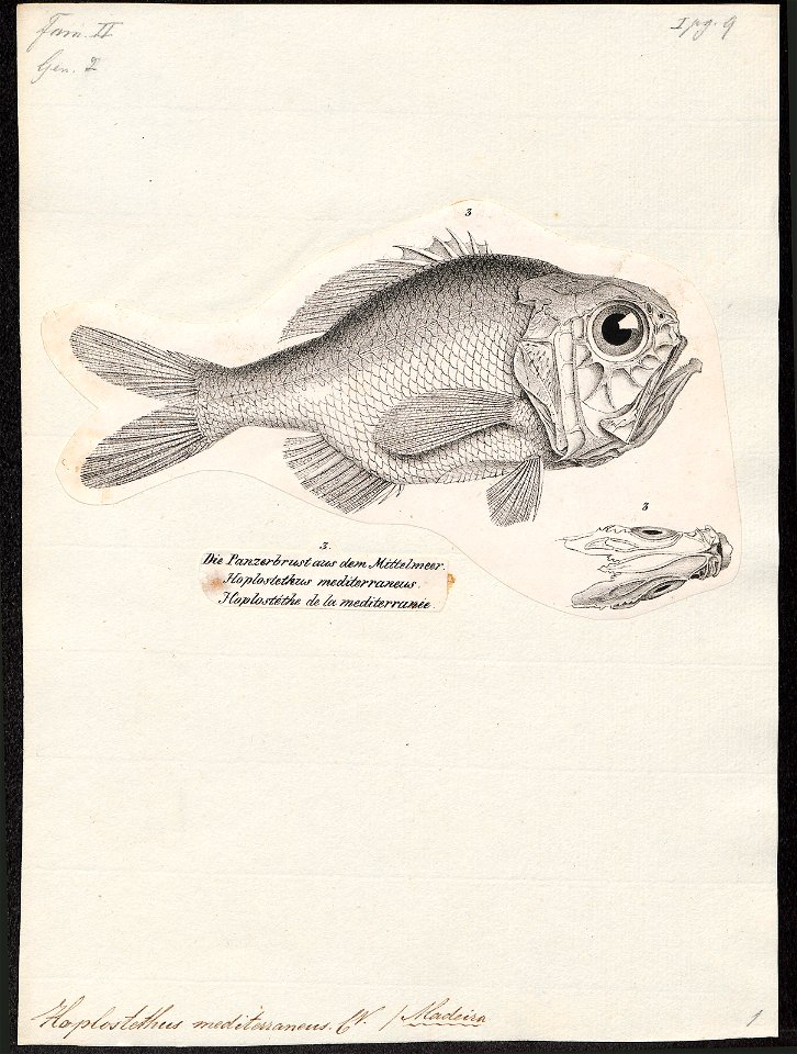 Hoplostethus mediterraneus - 1809-1845 - Print - Iconographia Zoologica - Special Collections University of Amsterdam - UBA01 IZ12900019