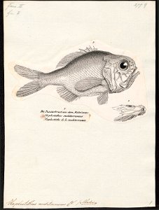 Hoplostethus mediterraneus - 1809-1845 - Print - Iconographia Zoologica - Special Collections University of Amsterdam - UBA01 IZ12900019