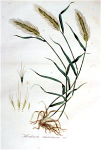 Hordeum murinum — Flora Batava — Volume v5